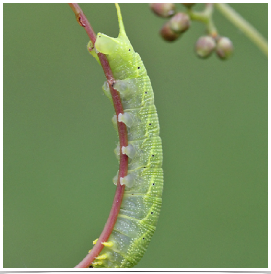 Deidamia inscripta
Lettered Sphinx
Cherokee County, Alabama